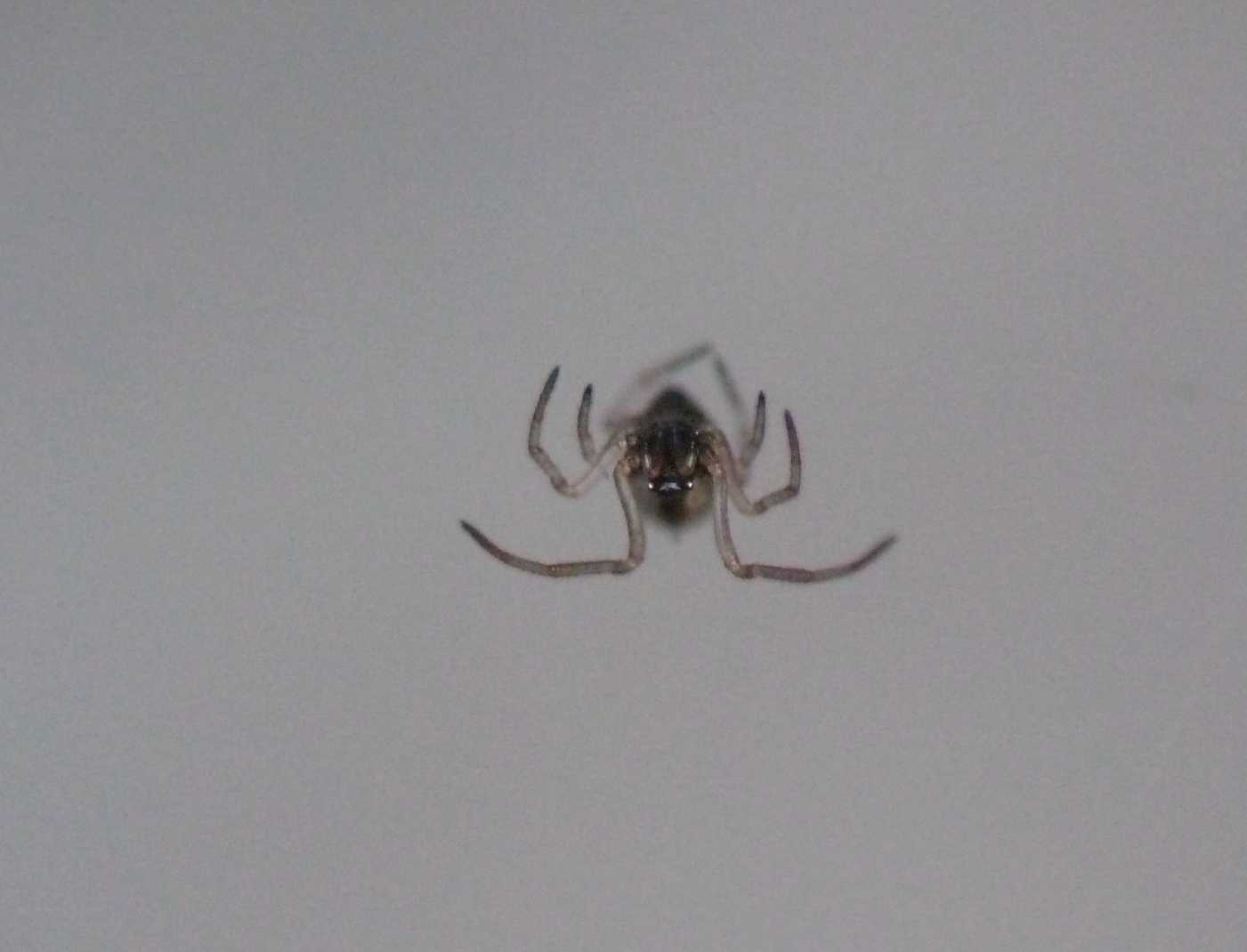 Gli astuti Argyrodes
